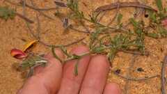 Isotropis cuneifolia