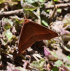 Epidesmia chilonaria