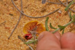 Isotropis cuneifolia