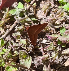 Epidesmia chilonaria