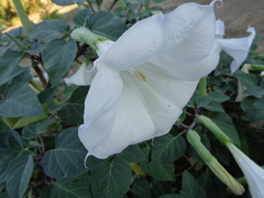 Datura wrightii