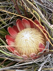 Protea scorzonerifolia