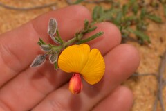 Isotropis cuneifolia