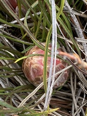 Protea scorzonerifolia