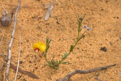 Isotropis cuneifolia