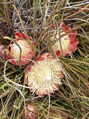Protea scorzonerifolia
