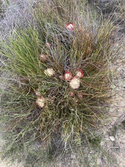 Protea scorzonerifolia