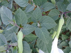 Datura wrightii