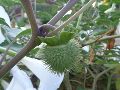 Datura wrightii