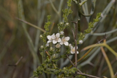Cyanothamnus coerulescens spinescens