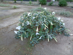 Datura wrightii