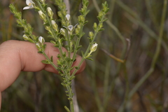 Cyanothamnus coerulescens spinescens