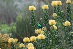 Nectarinia famosa