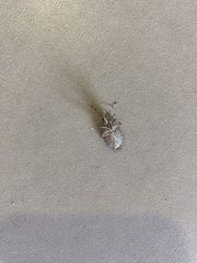 Rhaphigaster nebulosa