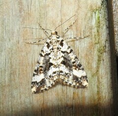 Pseudocoremia leucelaea