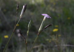 Dianthus caryophyllus