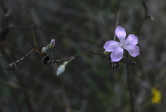 Dianthus caryophyllus