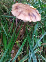 Armillaria borealis