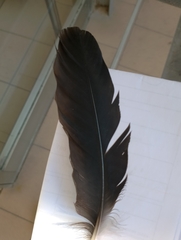 Corvus cornix