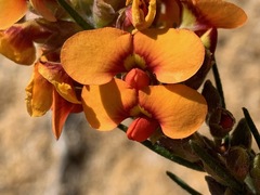 Dillwynia sericea
