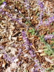 Salvia yangii