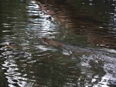 Hydromys chrysogaster