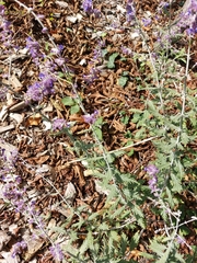 Salvia yangii