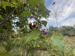 Ampelopsis glandulosa heterophylla
