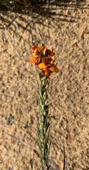 Dillwynia sericea