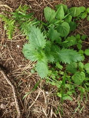 Urtica urens