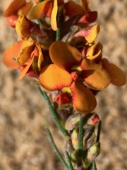 Dillwynia sericea