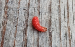 Grapholita funebrana