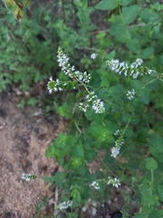 Mentha suaveolens