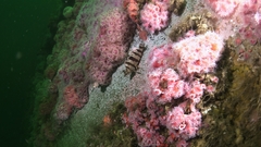 Oxylebius pictus