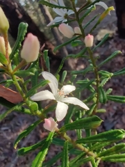 Philotheca hispidula