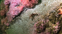 Oxylebius pictus