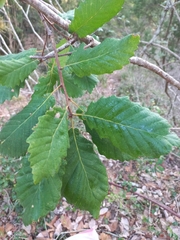 Quercus canariensis