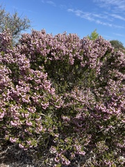 Erica manipuliflora