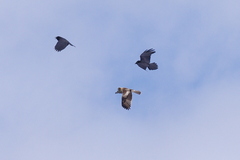 Hieraaetus morphnoides