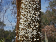 Xanthorrhoea