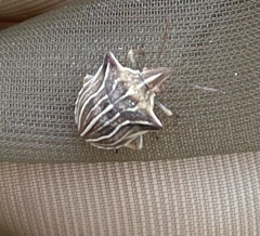 Ancyrosoma leucogrammes