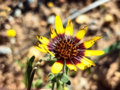 Osteospermum monstrosum