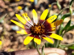 Osteospermum monstrosum