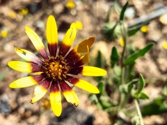 Osteospermum monstrosum