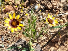 Osteospermum monstrosum