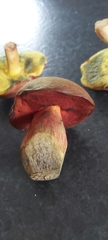 Neoboletus erythropus