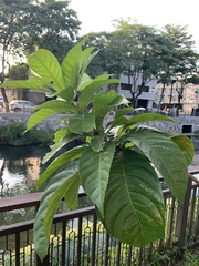 Barringtonia racemosa