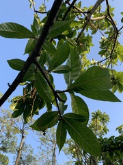 Barringtonia racemosa