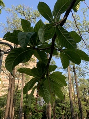 Barringtonia racemosa