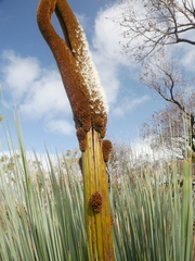 Xanthorrhoea